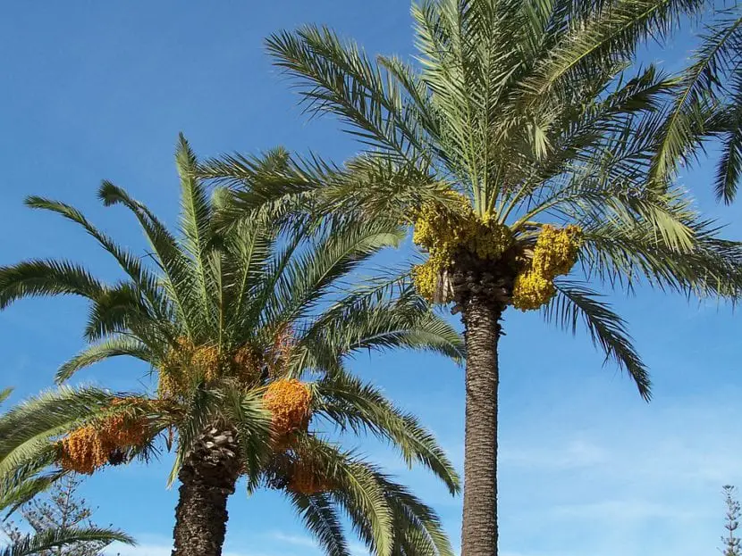 When and how are palm trees pruned?