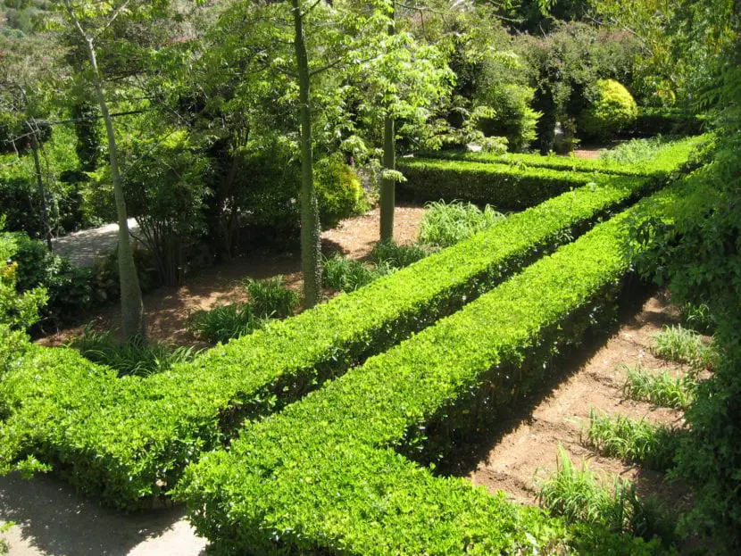 When and how to plant hedges