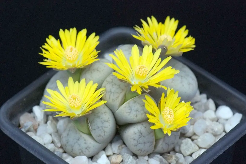 Why and how to grow lithops or living stones?
