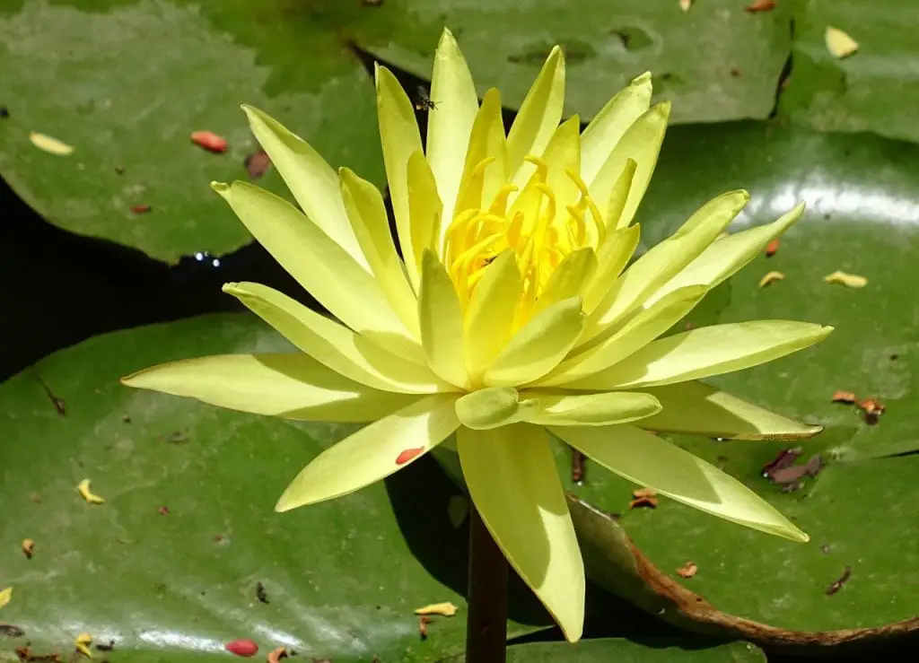 Why decorate with water lilies?