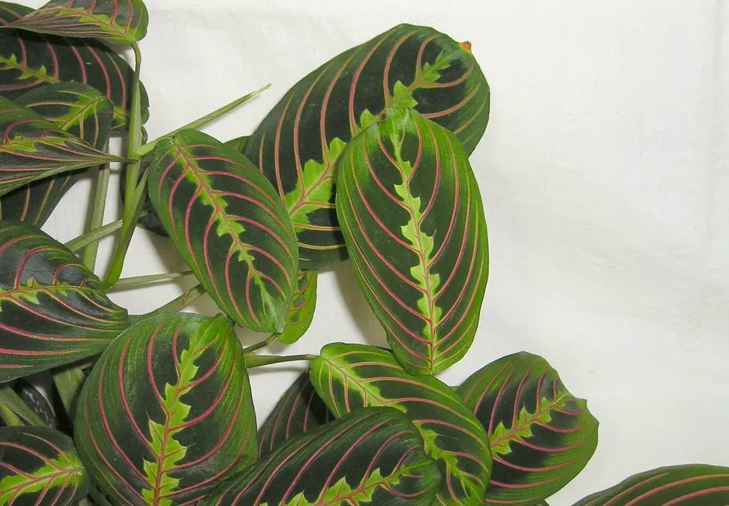 Why is the cultivation of maranta so complicated?
