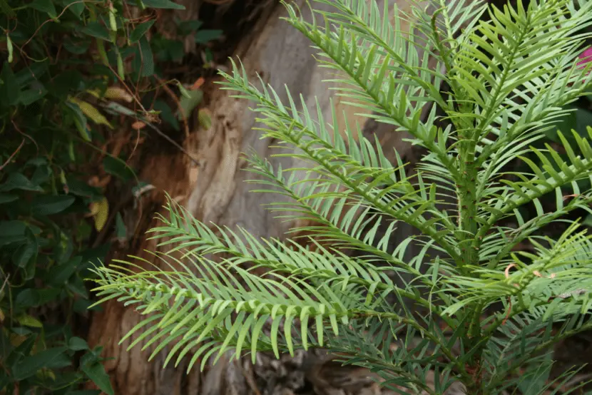 Wollemia nobilis: a 200 million-year-old conifer