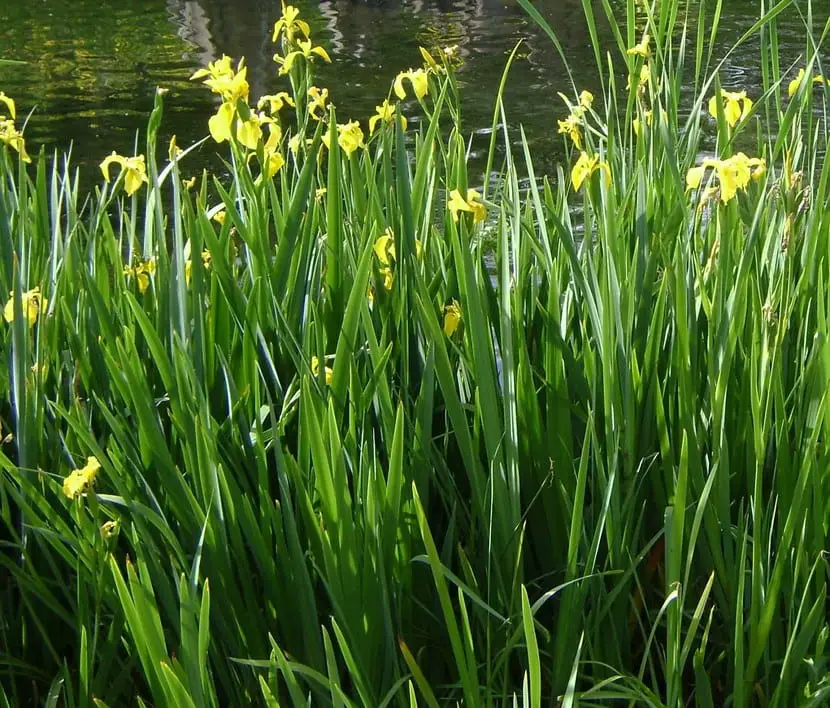 Yellow lily, pond edge plant