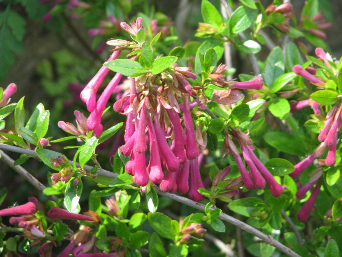Abelia floribunda: care | Gardening On
