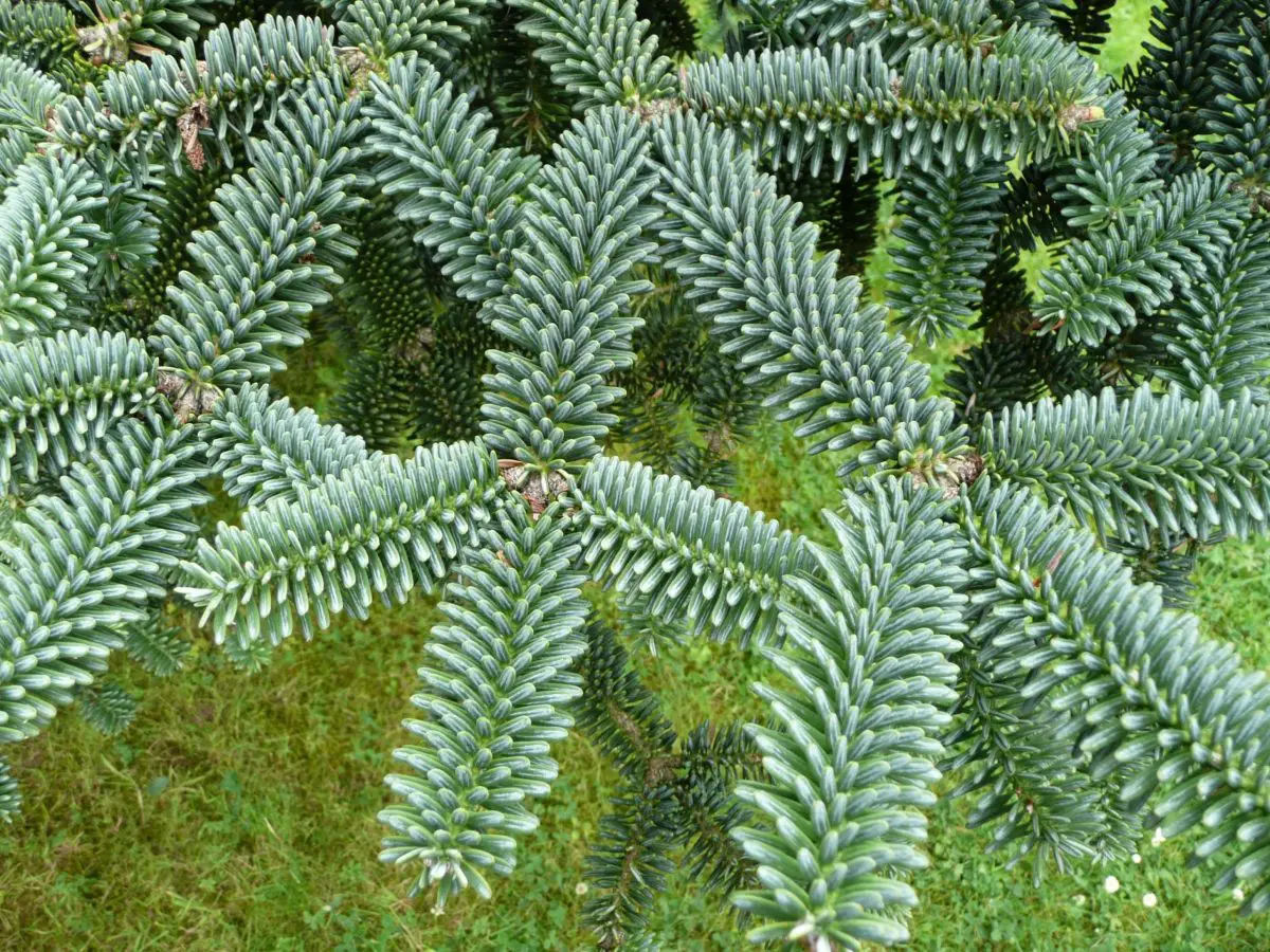When and how to plant a fir tree step by step?