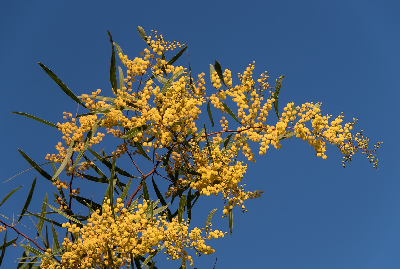 The 11 Most Popular Acacia Species for Gardens
