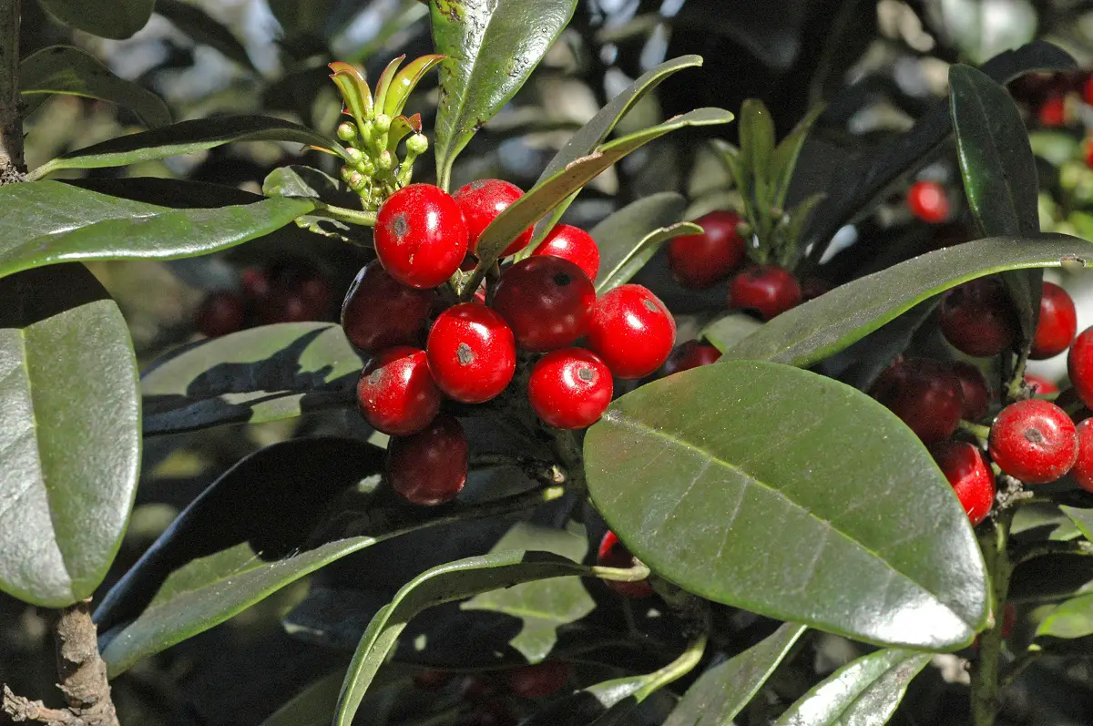 Ilex canariensis: A small and highly adaptable tree