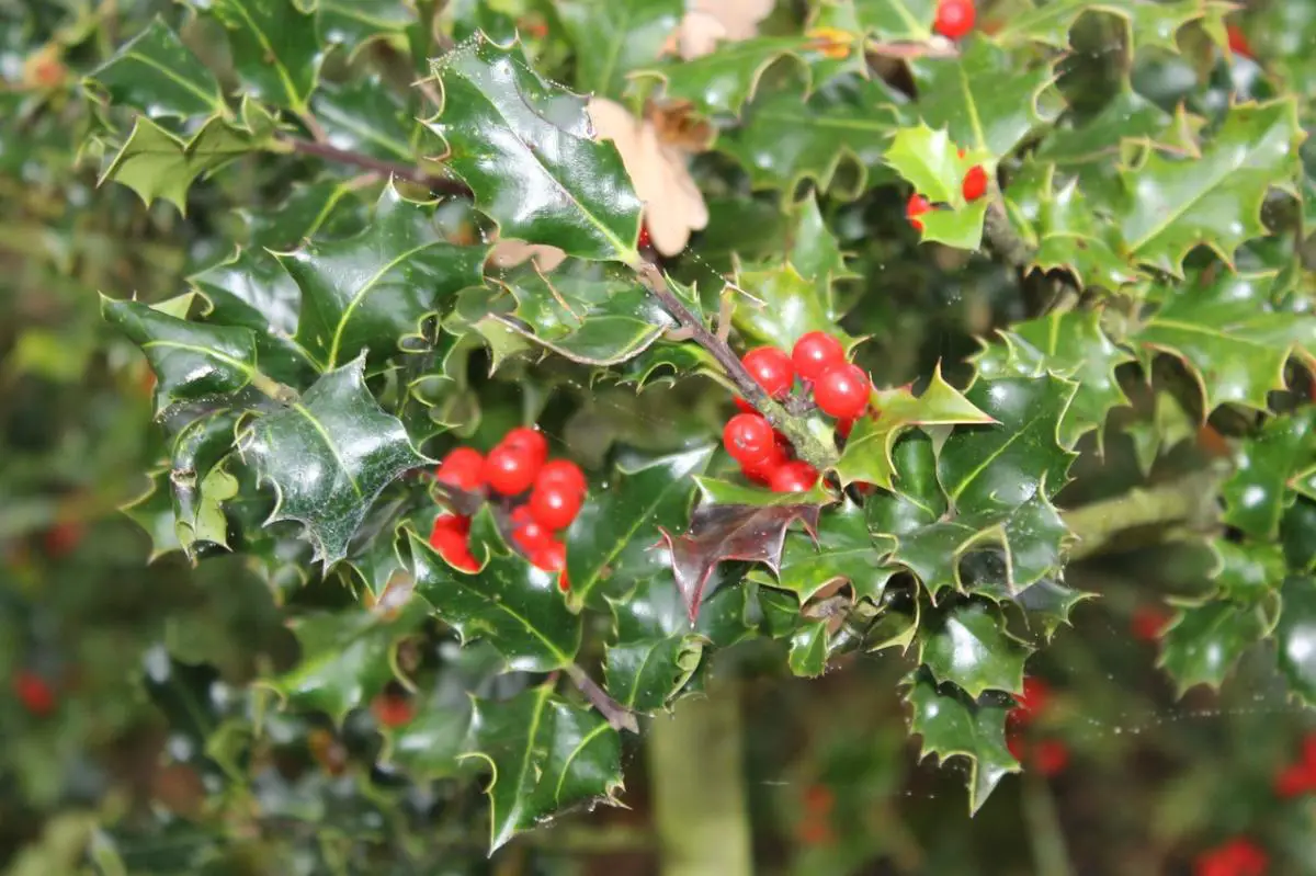 Potted Holly Care | Gardening On