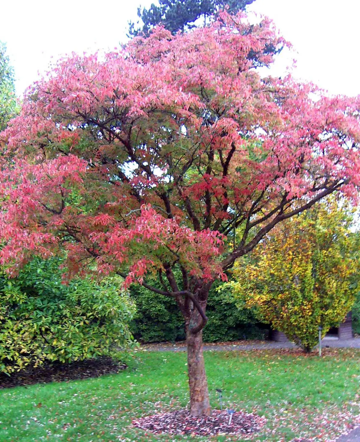 Acer griseum: characteristics, uses and care