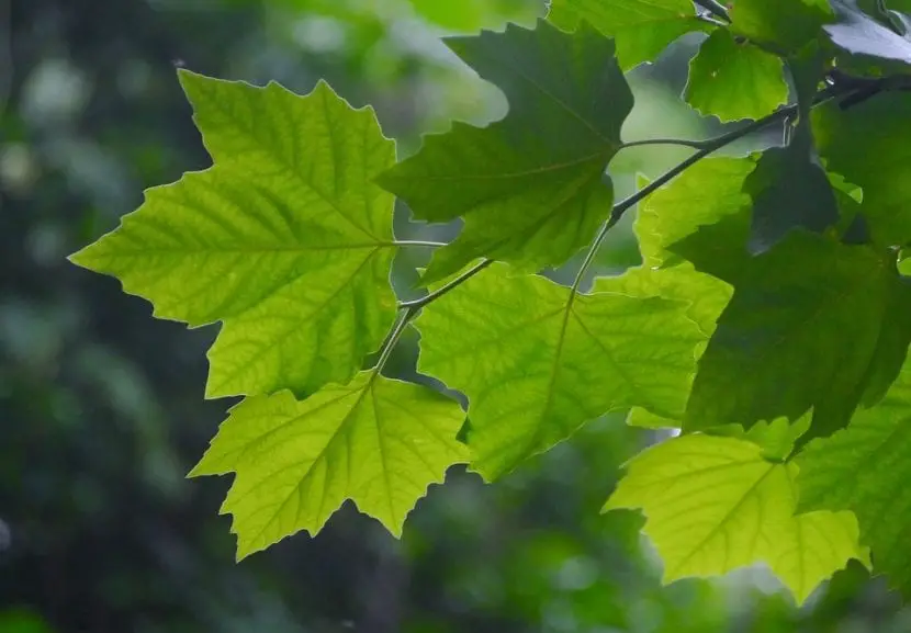 Painted maple (Acer mono)