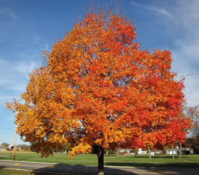 What is the maple tree like?