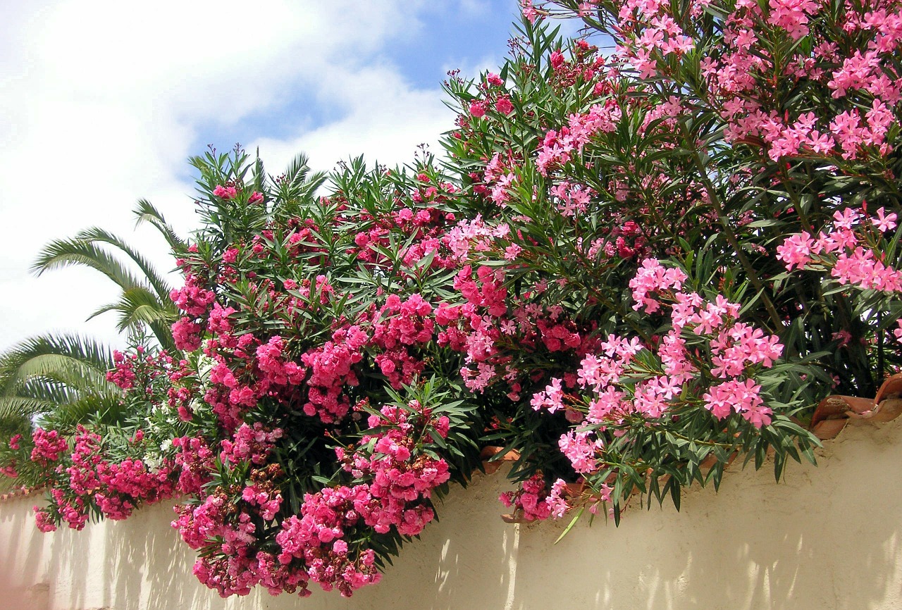 When are oleanders pruned? | Gardening On