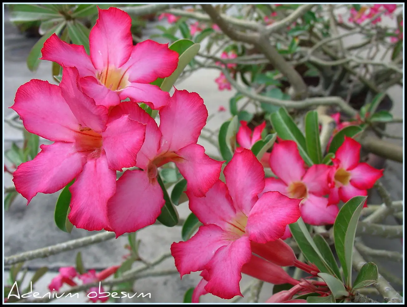 How to care for the desert rose