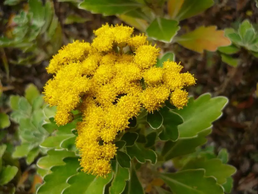 Ajania pacifica, a yellow flowered garden or pot plant