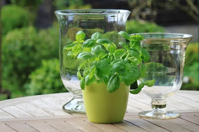 How to water the basil