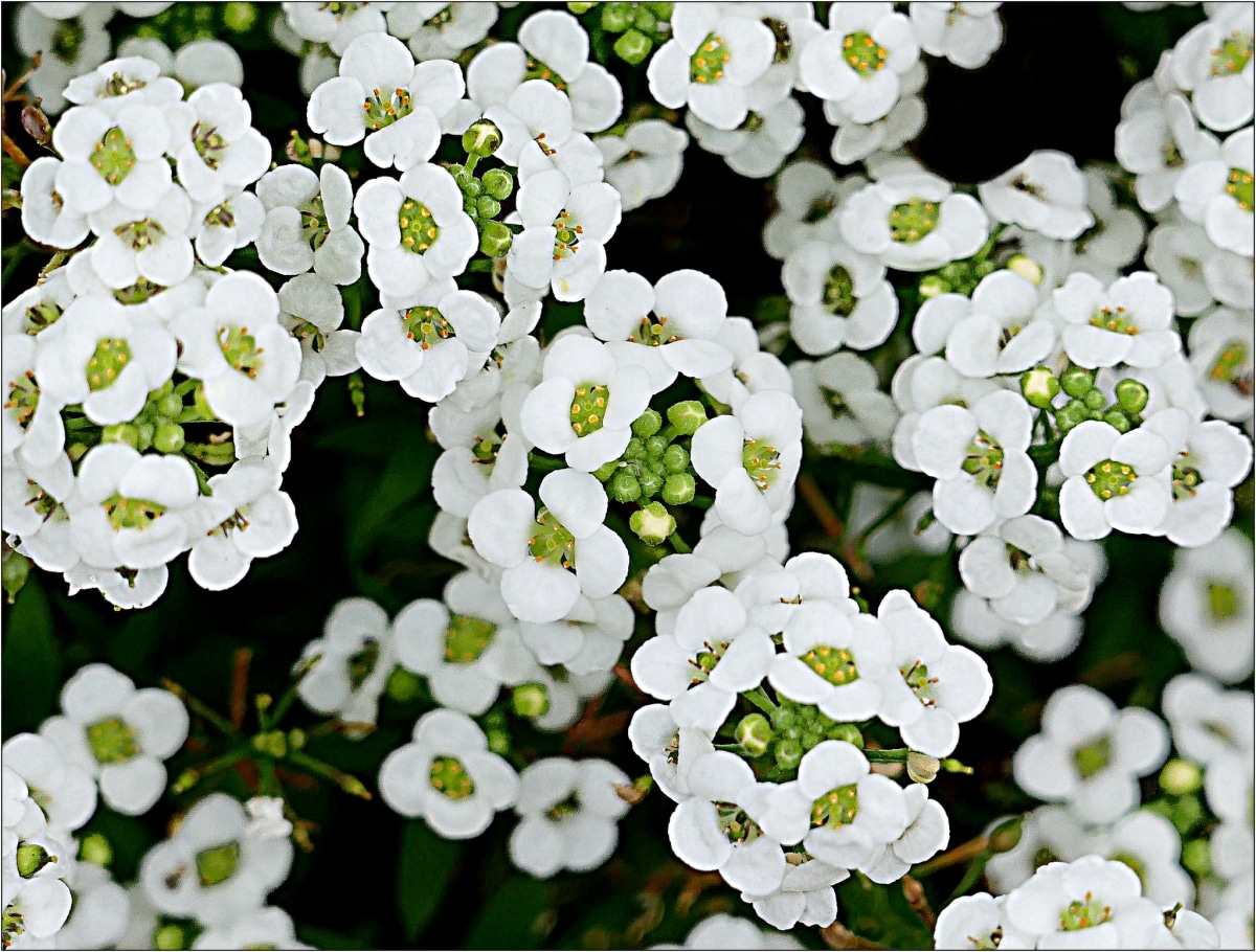 What is it like and what is the care for Lobularia maritima?