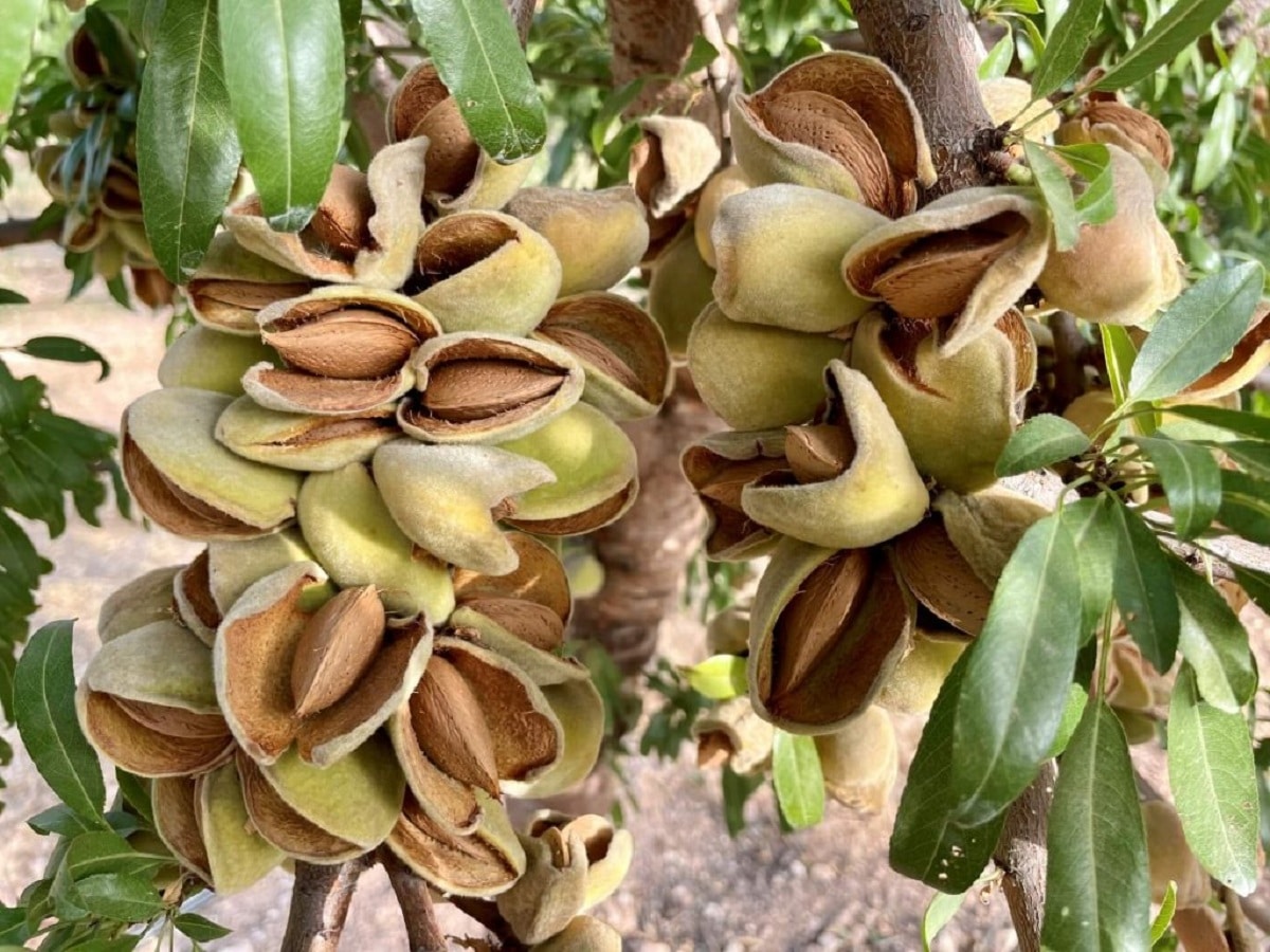 How to care for an almond tree: the best tips and tricks
