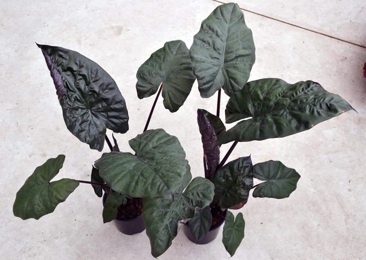 Black alocasia: types and care guide