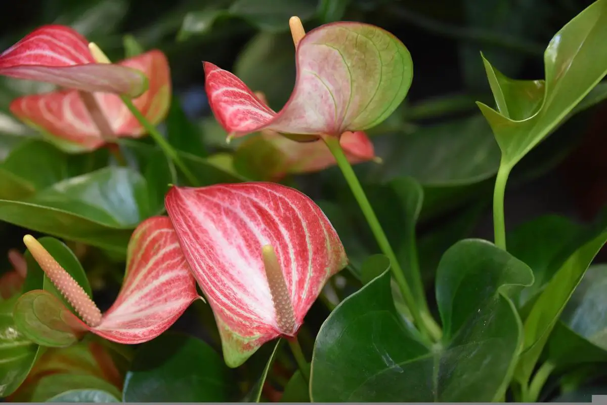 Why do my anthurium have brown leaves? Causes and treatment