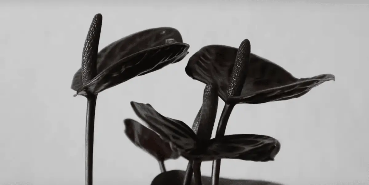 Black anthurium care guide, a very rare tropical plant