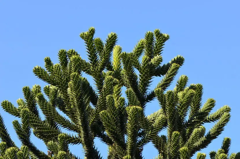 What are Araucaria and how are they cared for?