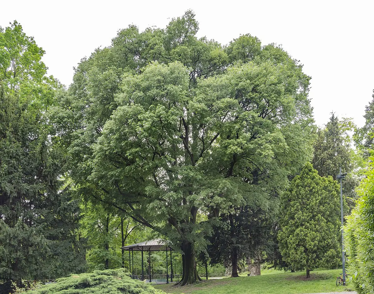 Hackberry care: characteristics and maintenance