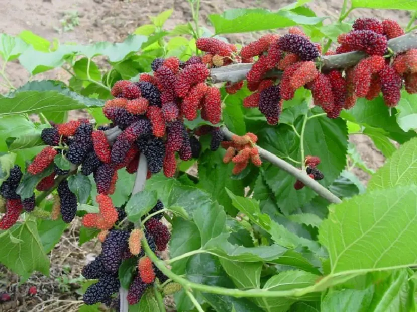 Red mulberry (Morus rubra)