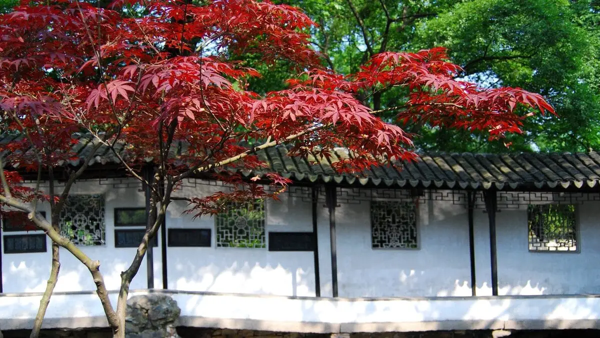 How to have a Japanese maple tree?