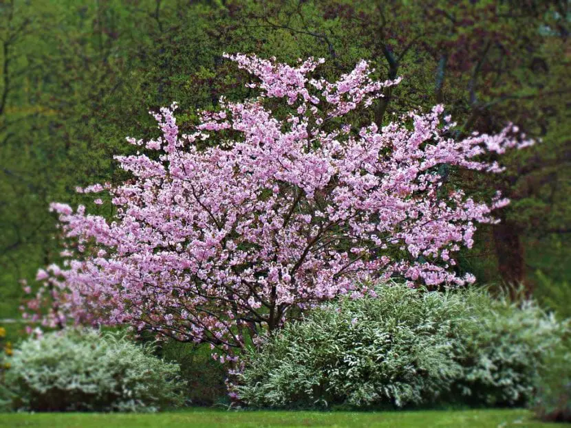 Syringa vulgaris, the tree to have in all kinds of gardens