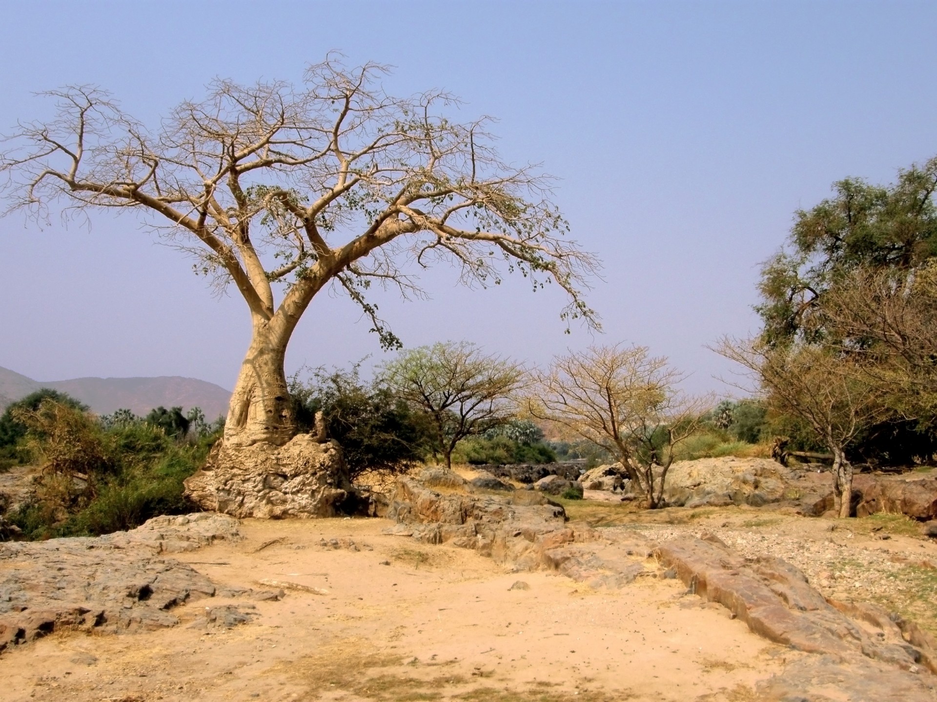 7 trees of the savannah: characteristics and basic care