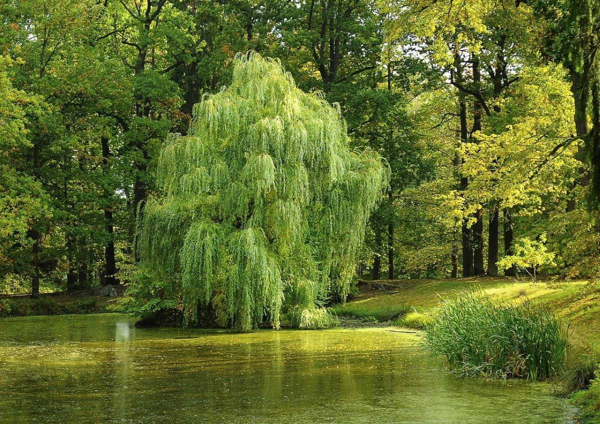 8 trees that grow next to a river