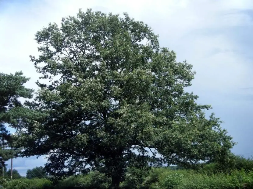 Quercus cerris: A tall tree with big green leaves
