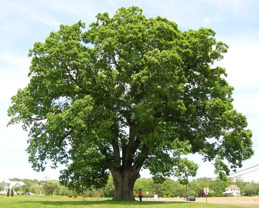White oak (Quercus alba)