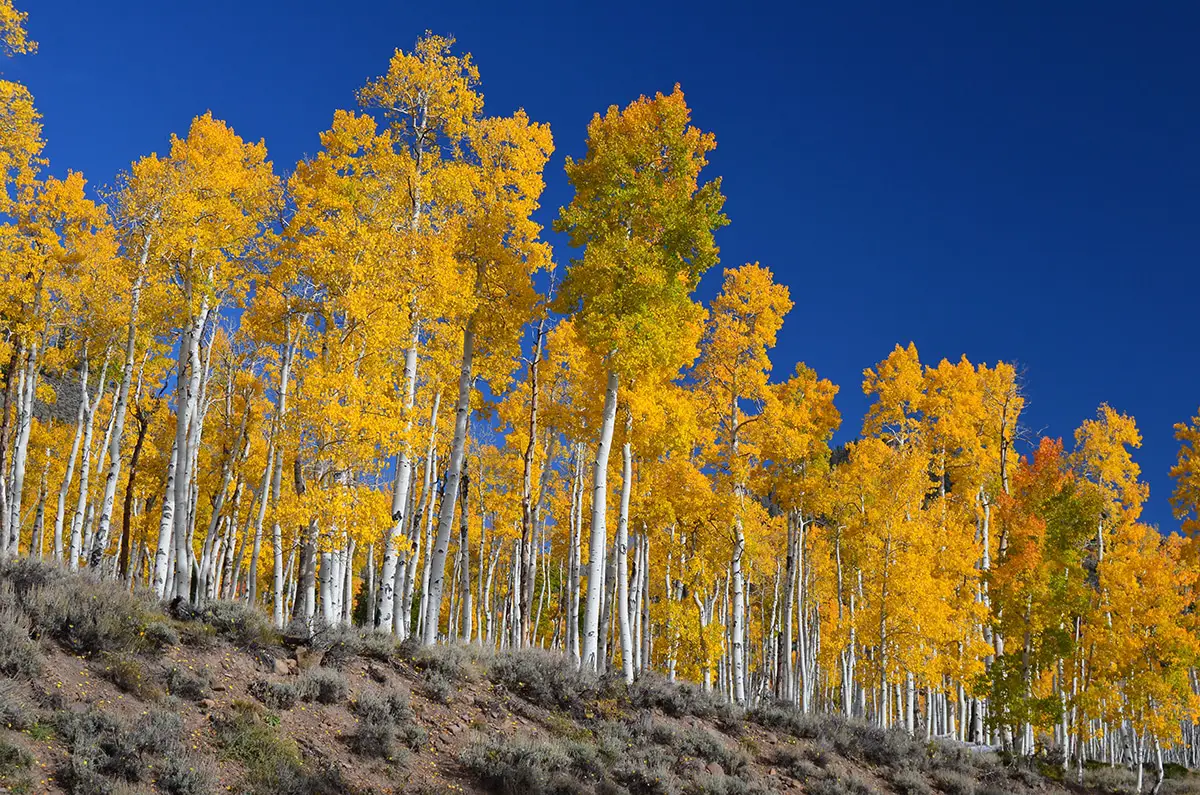 Pando tree, the oldest living organism in the world
