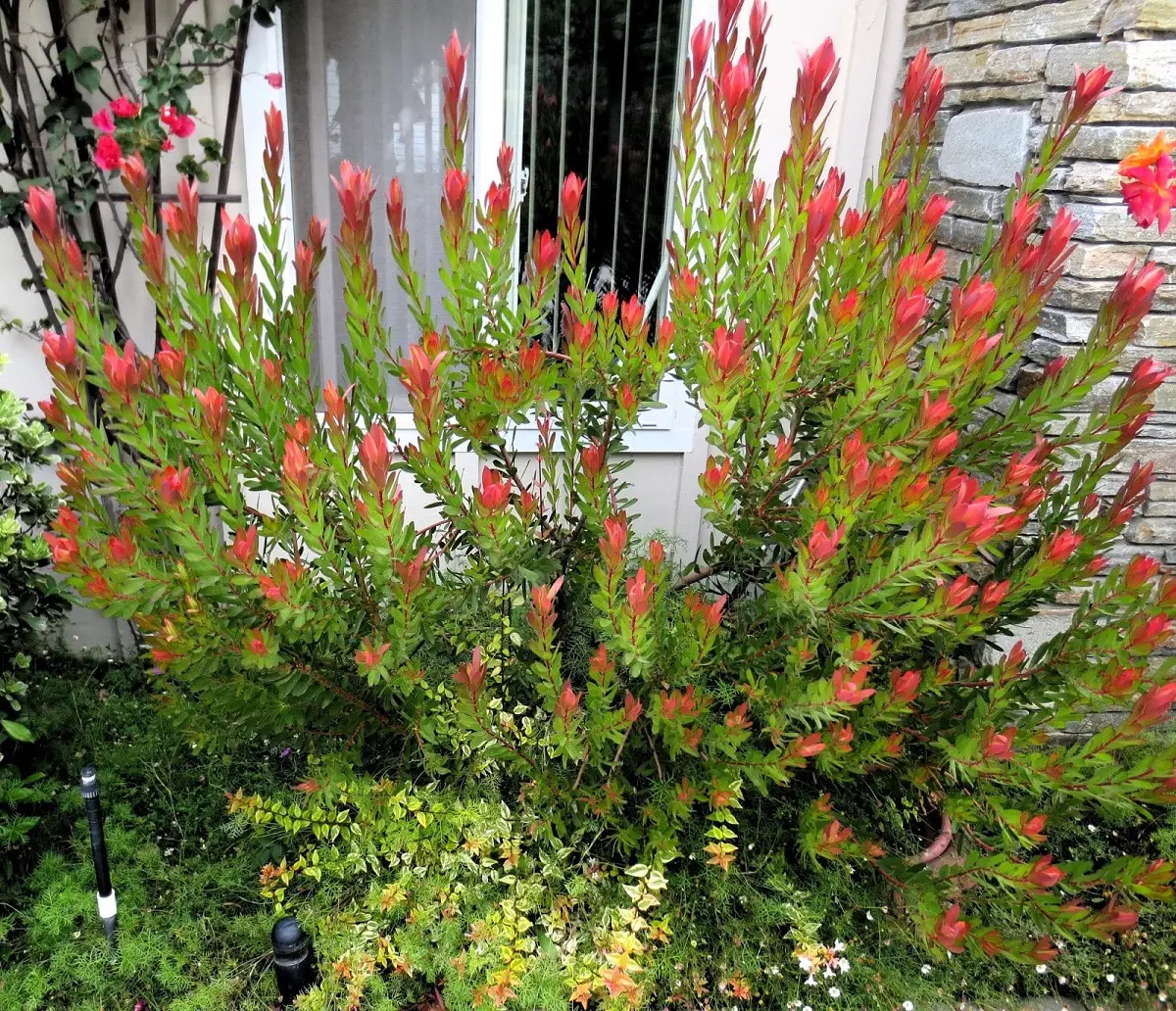 Leucadendron: caring for this evergreen plant with dense foliage