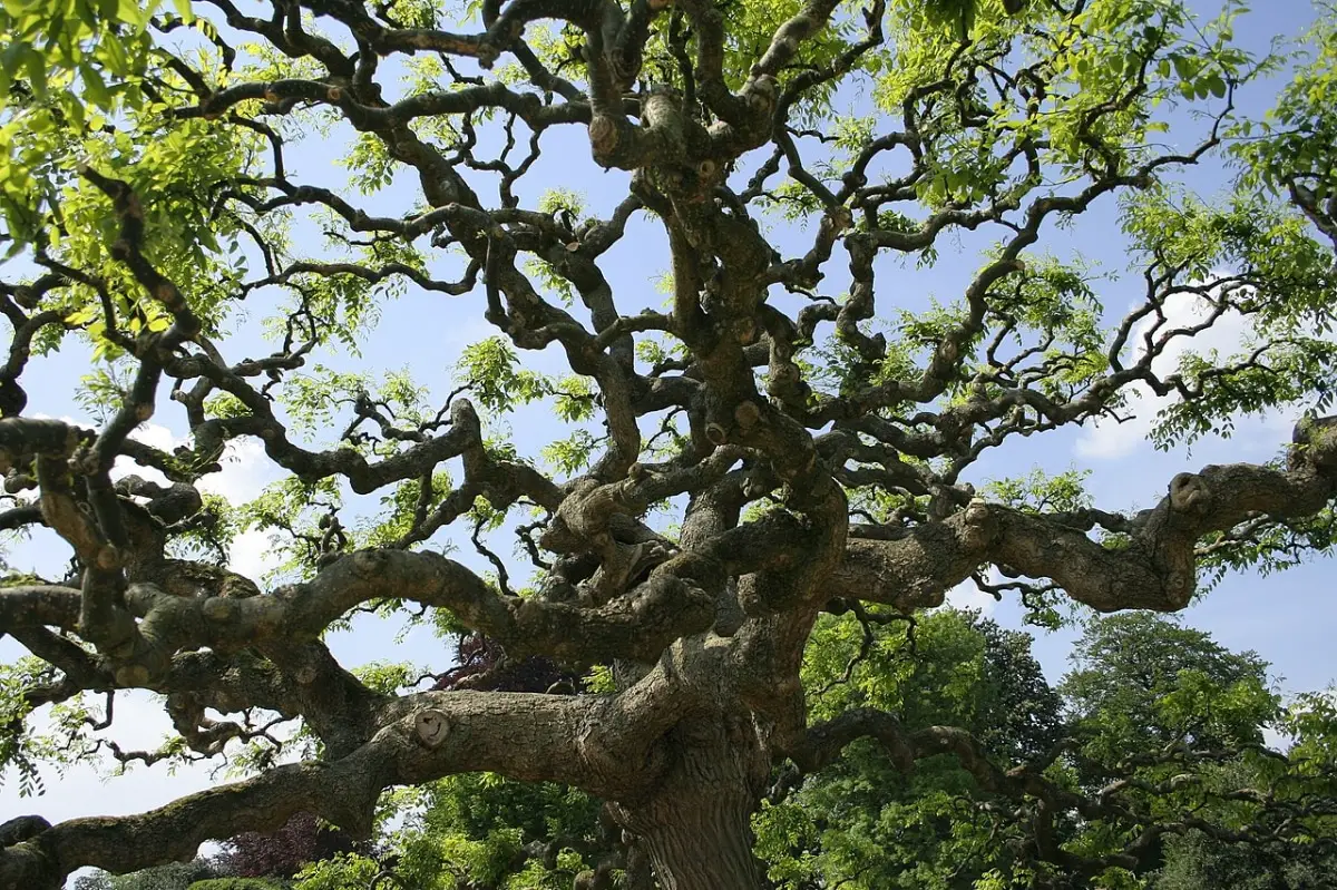 The 5 most beautiful crooked trees
