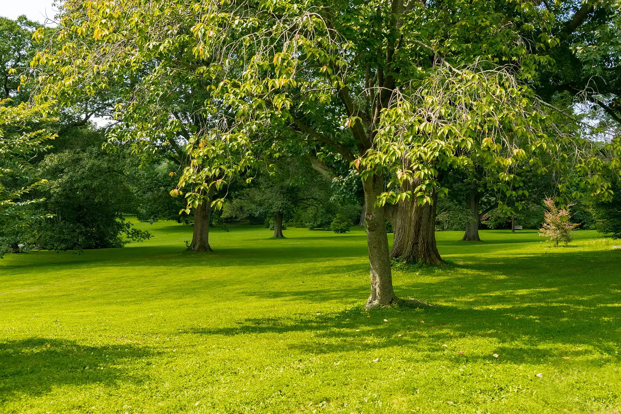 Differences between deciduous and evergreen trees