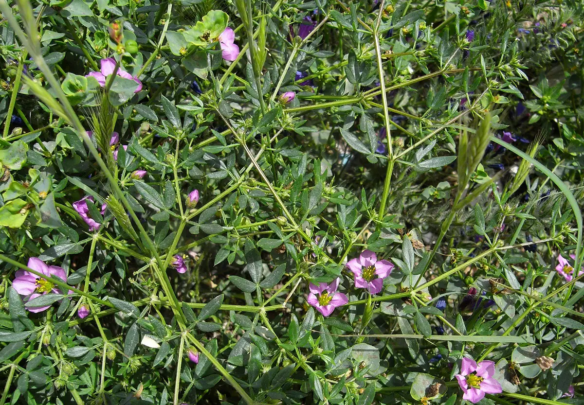 Fagonia cretica: A small shrub with pretty flowers
