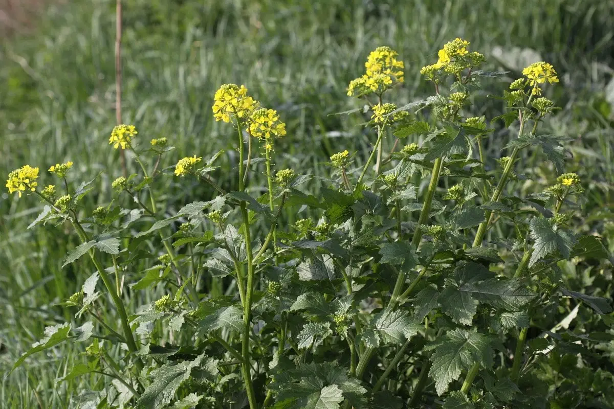 Discover the field mustard or Sinapis arvensis