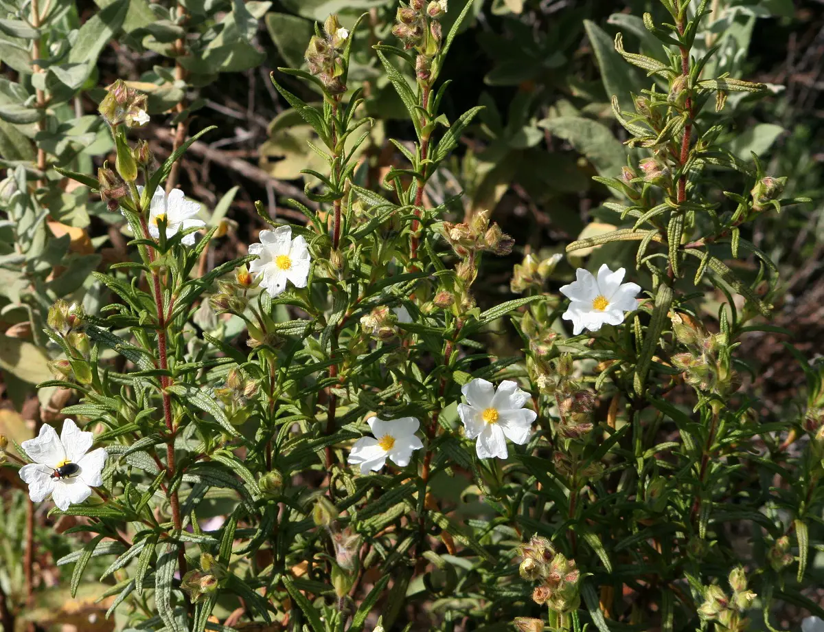 Black steppe: A shrub with small white flowers