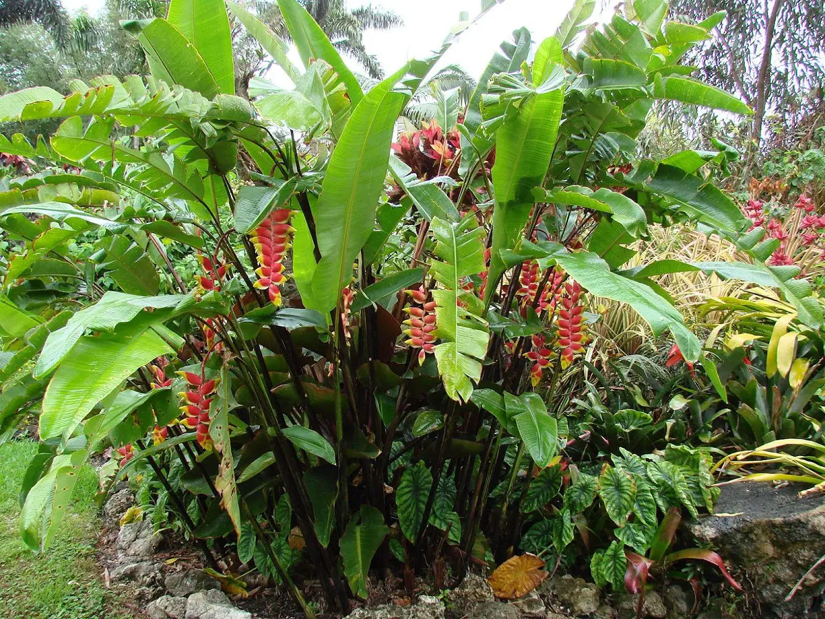 Heliconia rostrata: A plant with very vivid colors