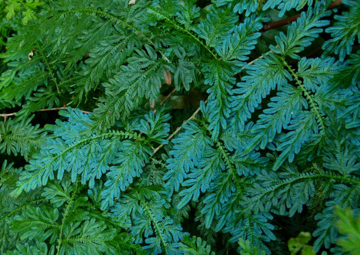 Discover the Selaginella: A creeping and annual plant