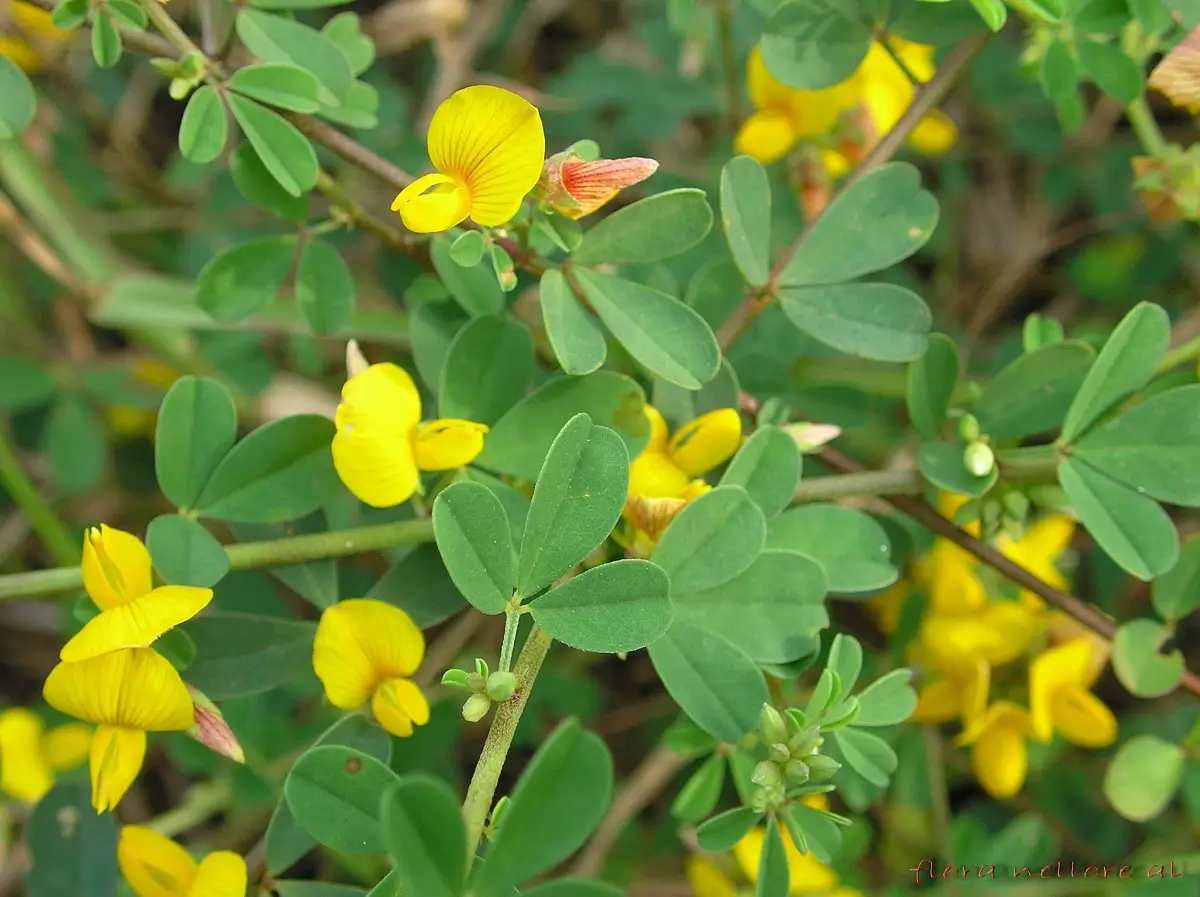 Crotalaria: A legume that is fashionable in all gardens