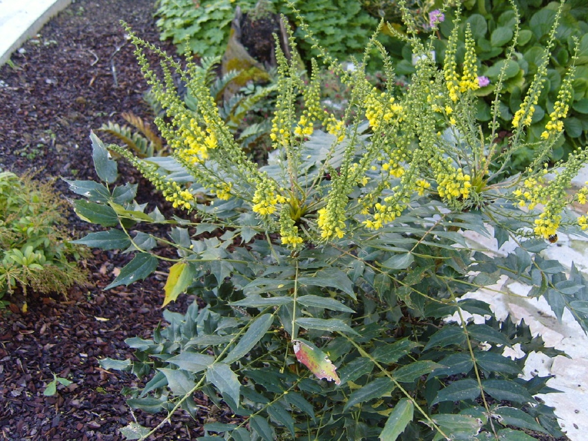 Mahonia: shrub that offers beautiful flowers in winter