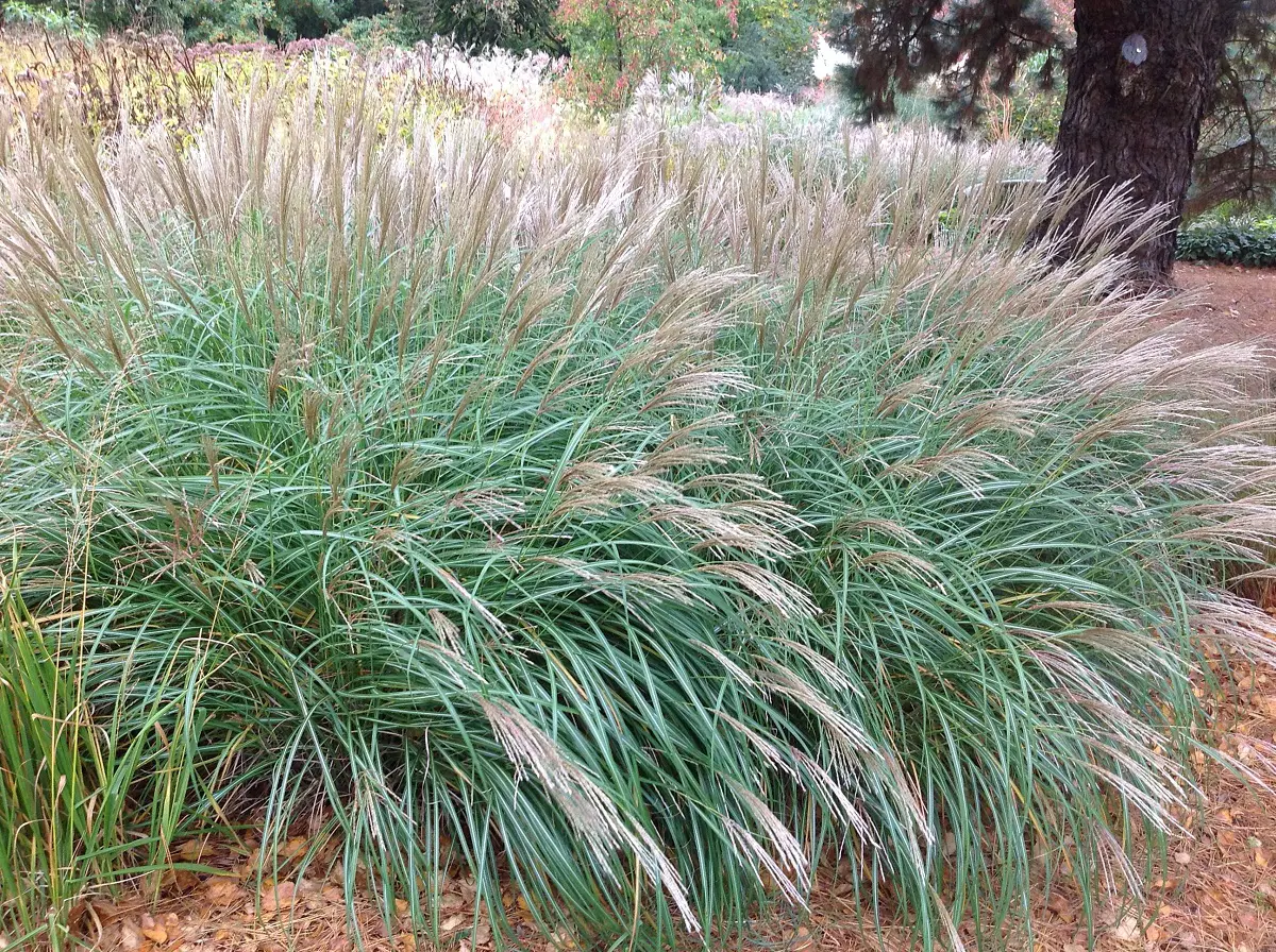 Miscanthus sinesis: An ideal plant to decorate in your garden