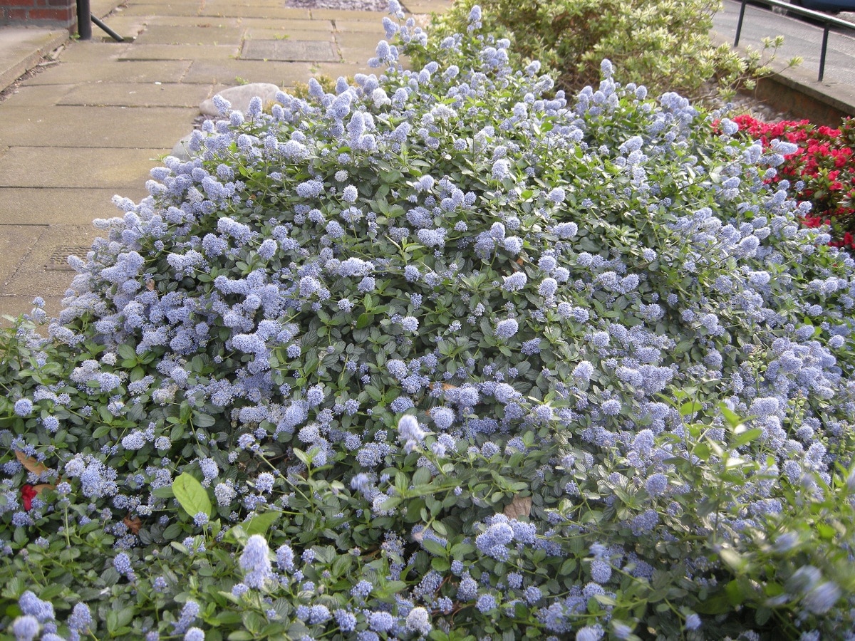 Ceanothus thysiflorus: A plant with beautiful blue flowers