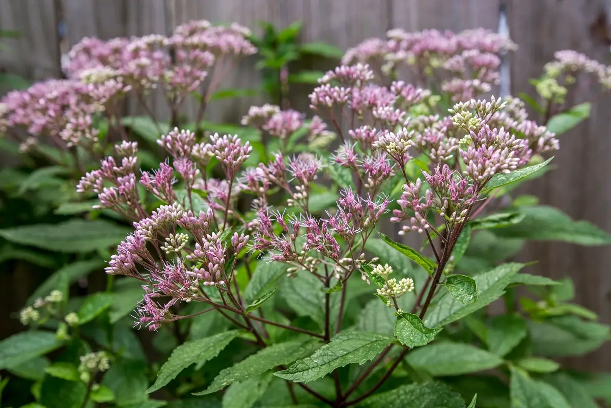 Discover characteristics and general data of the Eupatorium