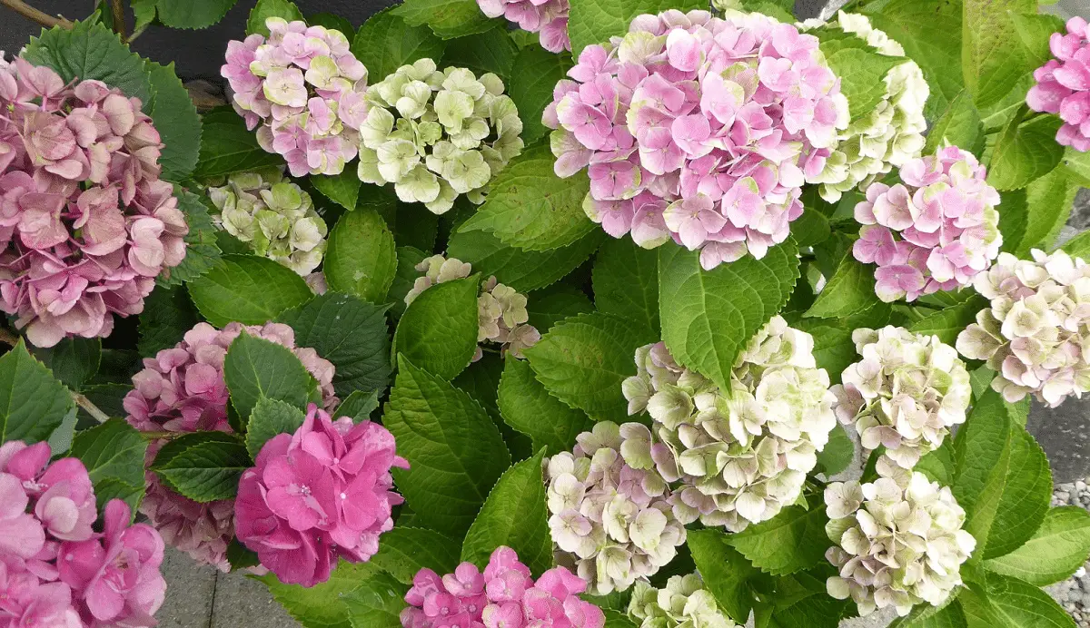 What are the diseases of hydrangeas?