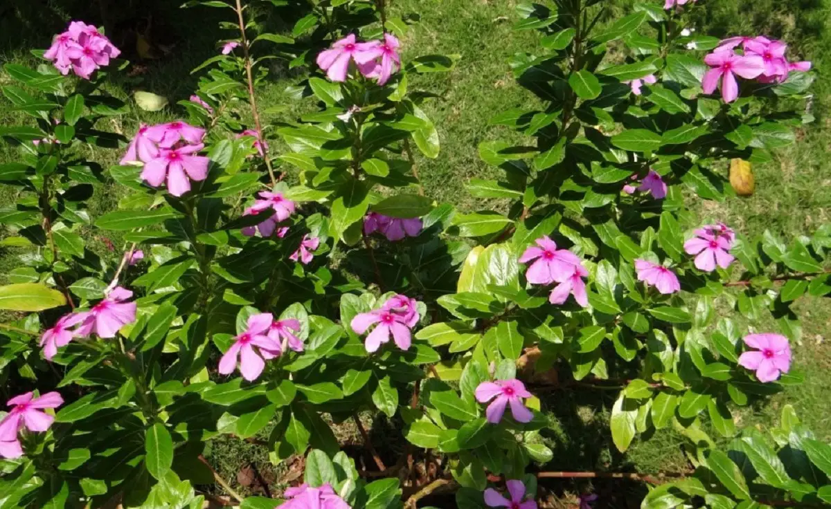 Catharanthus roseus: A plant with beautiful five-petal flowers