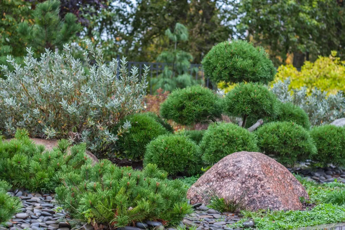 The 9 most recommended types of shrubs for garden and pot